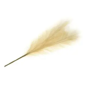 Pampas Grass: Stem: 5 Piece